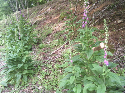 DSCF0297.JPG