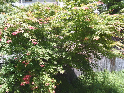 DSCF0218.JPG