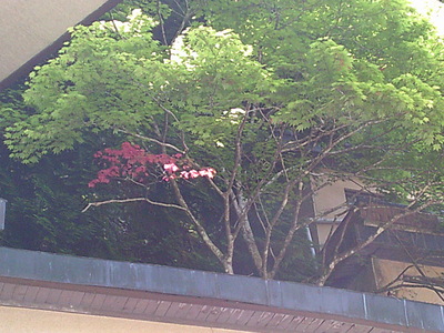 DSCF0221.JPG